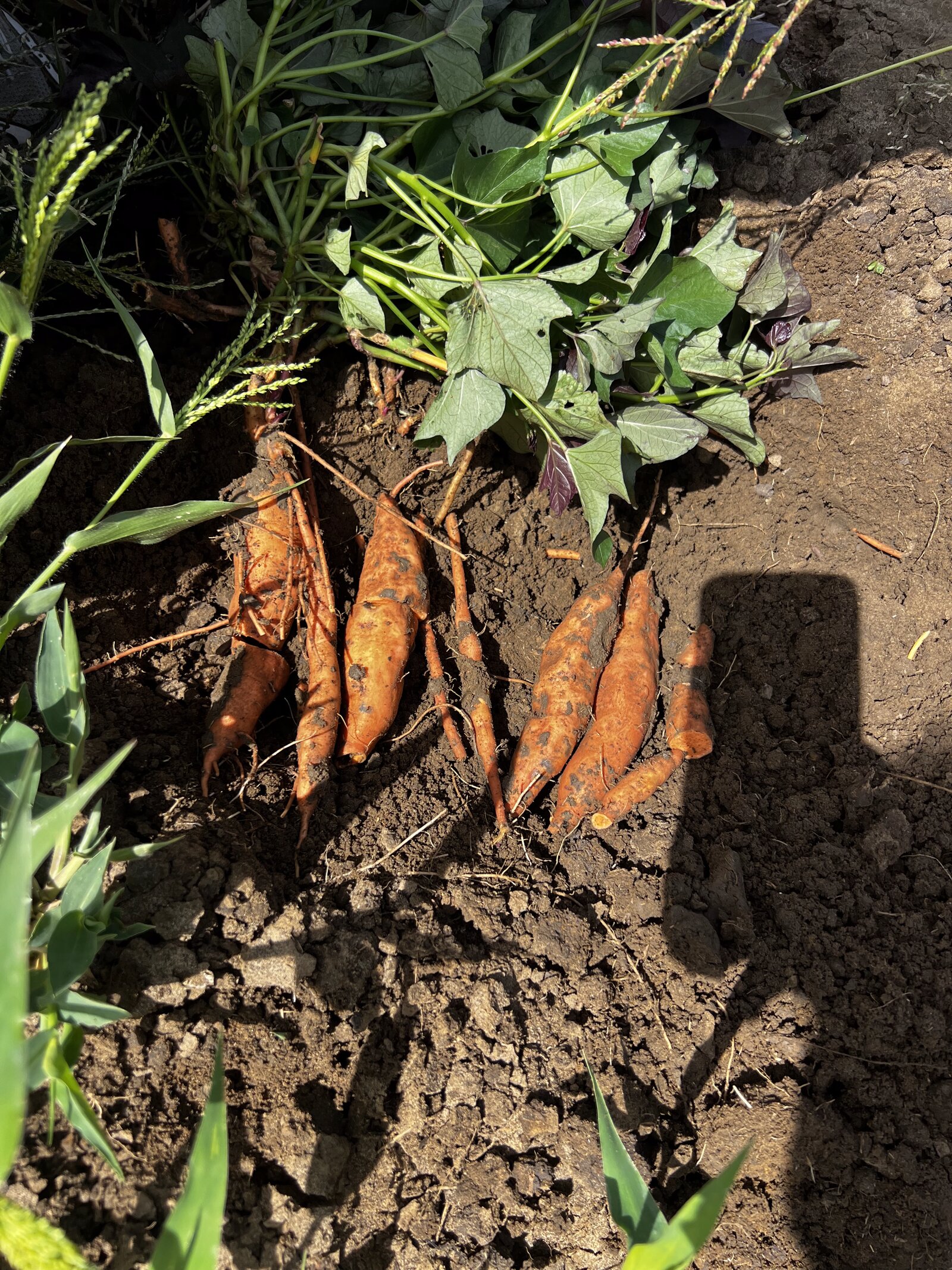 Patate Douce Beauregard — TAP Export, Rosso