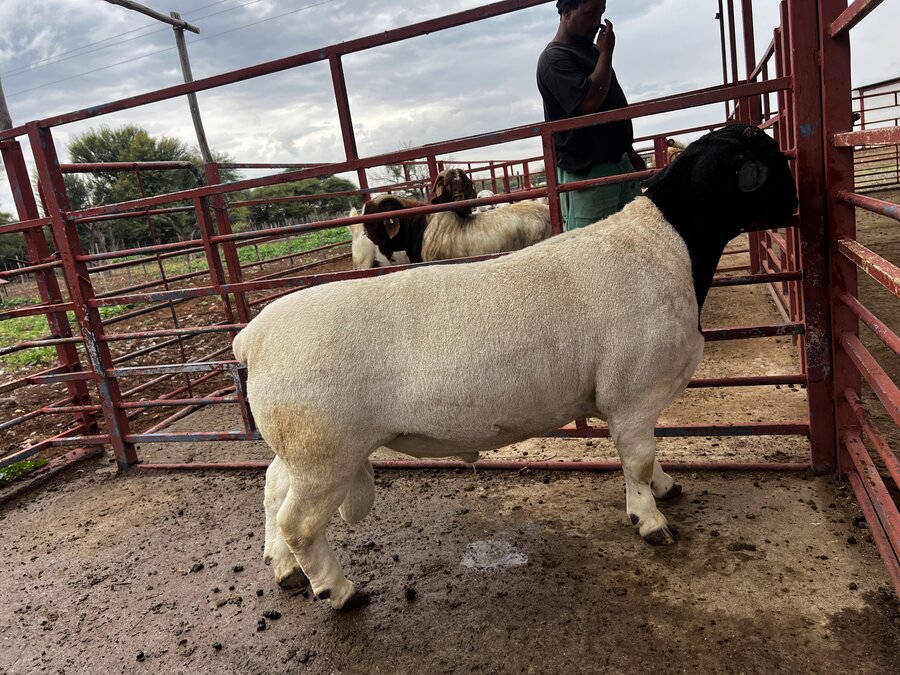 Race ovine Dorper — TAP Export