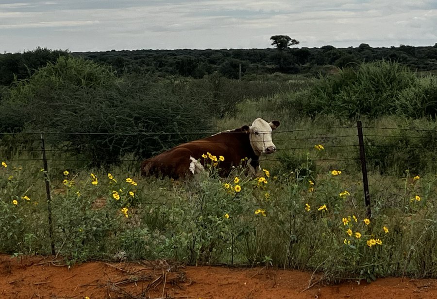 Race bovine Jersey — TAP Export